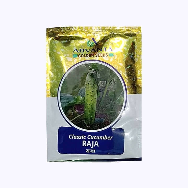 Advanta Classic Raja Cucumber Seeds
