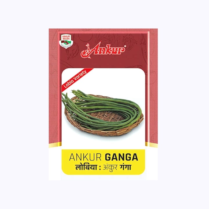 Ankur Ganga Lobia Seeds