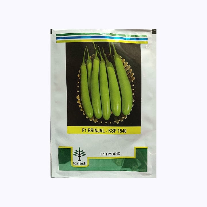 Kalash KPS 1540 Brinjal Seeds