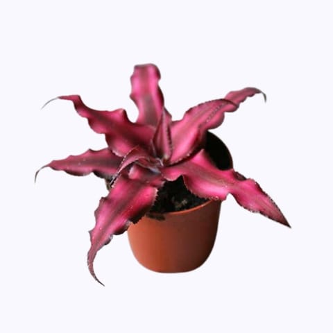 Crypthanthus Pink (Bromeliad) Show Plant