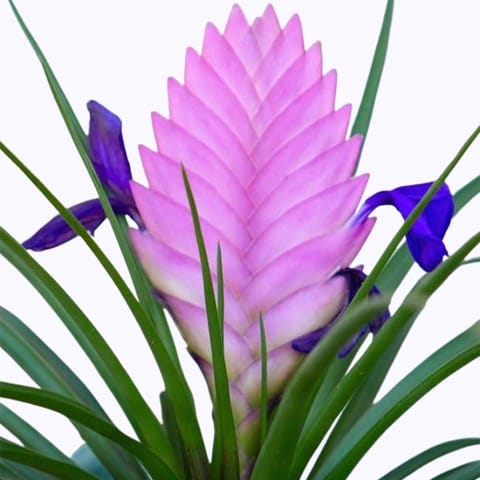 Purple Bromeliad Flower Show Plant