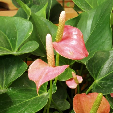 Little Jungle Anthurium Show Plant