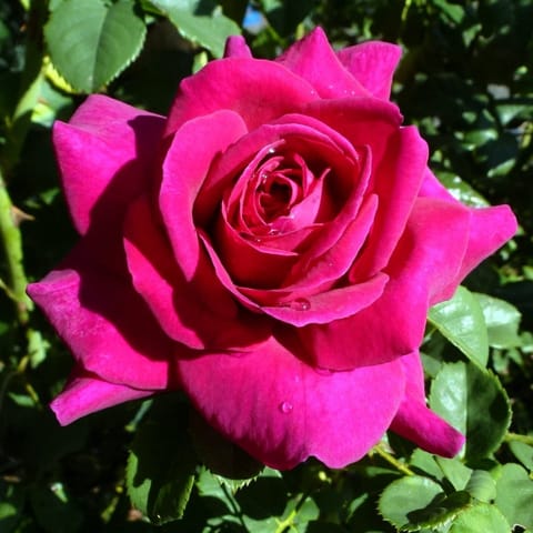 Red Rose Flower Plant