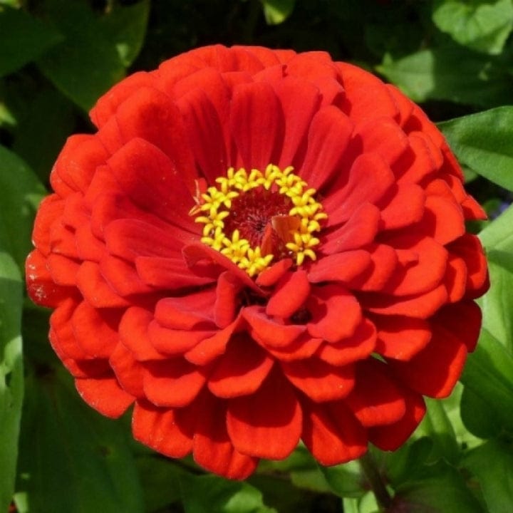 Indica Zinnia Glant Red Flower Seeds