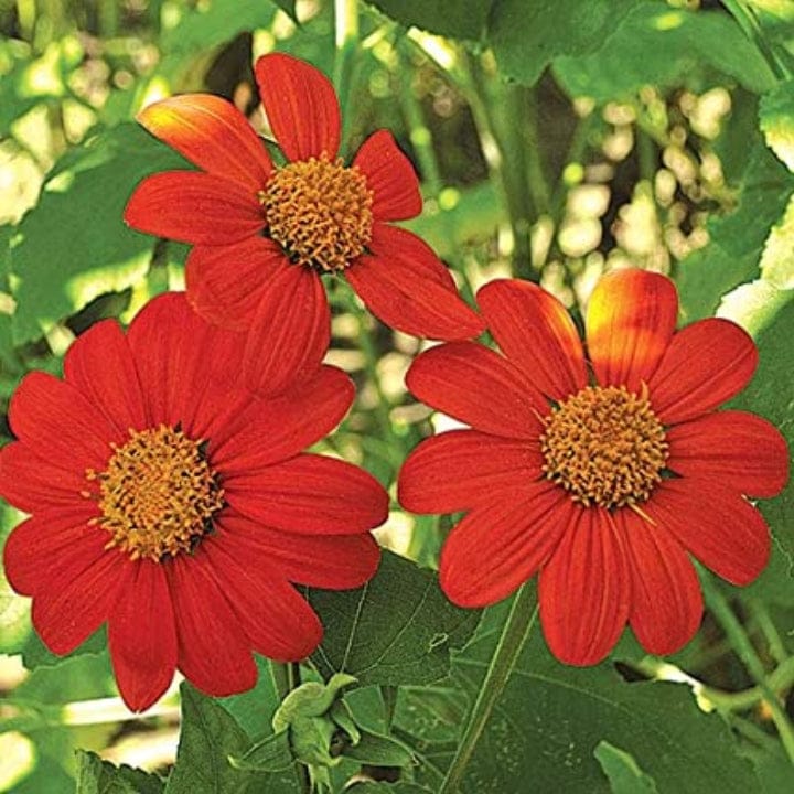 इंडिका टिथोनिया लाल फूल के बीज
