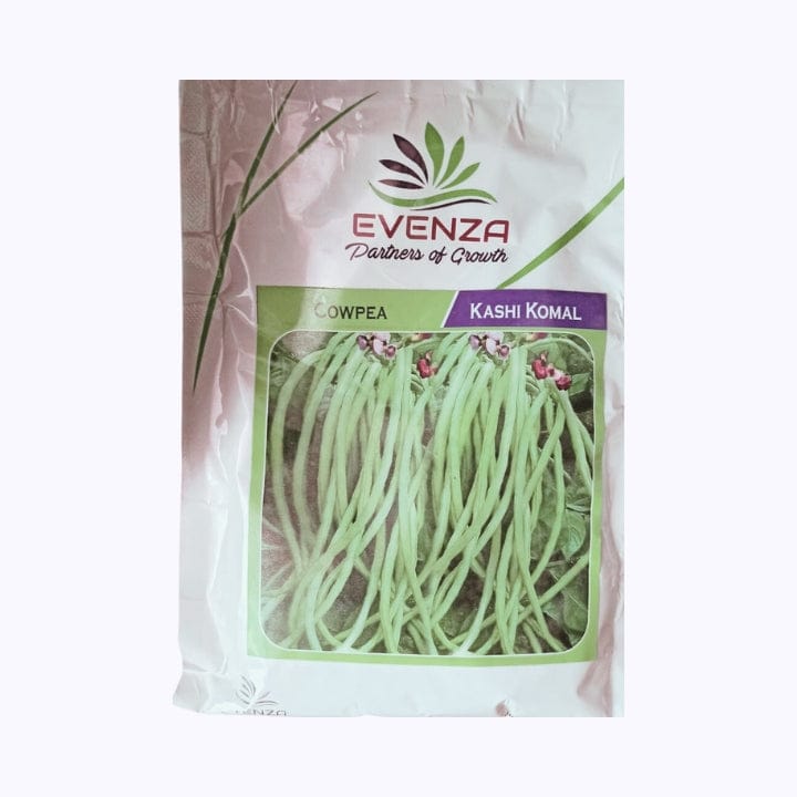 Evenza Kashi Kolam Cowpea Seeds