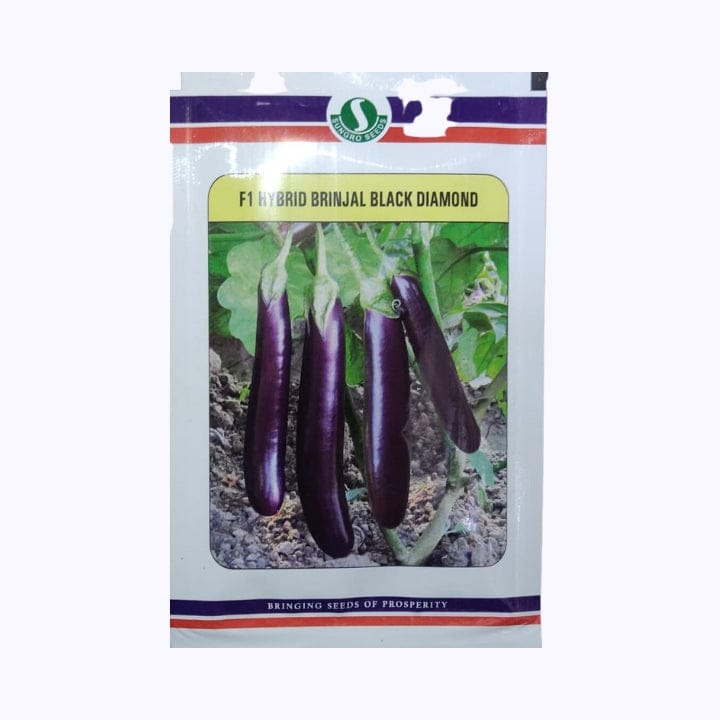 Sungro Black Diamond Brinjal Seeds