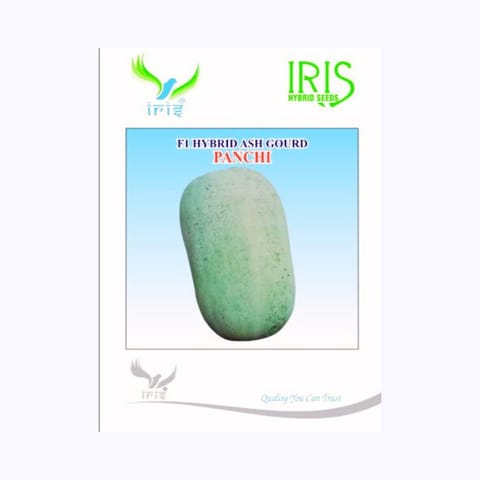 Iris Panchi Ash Gourd Seeds