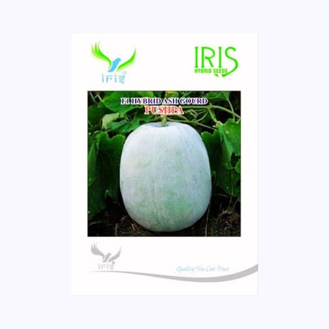 Iris Pushpa Ash Gourd