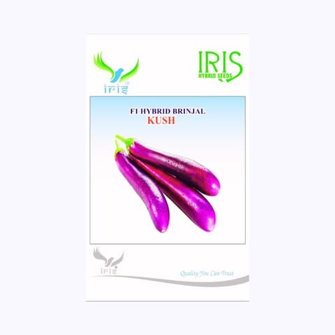 Iris Kush Brinjal Seeds