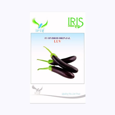 Iris Luv Brinjal Seeds
