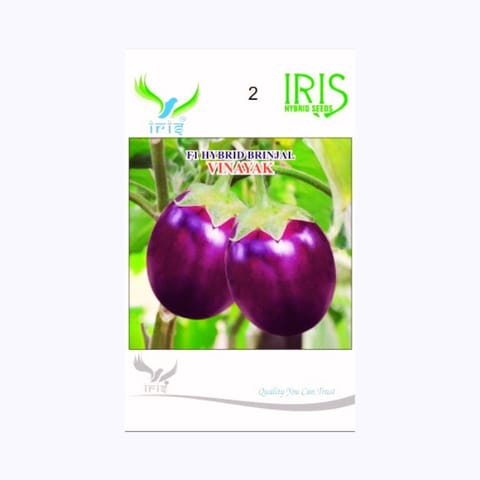 Iris Vinayak Brinjal Seeds