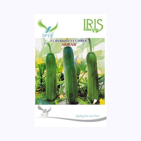 Iris Akbar Cucumber Seeds