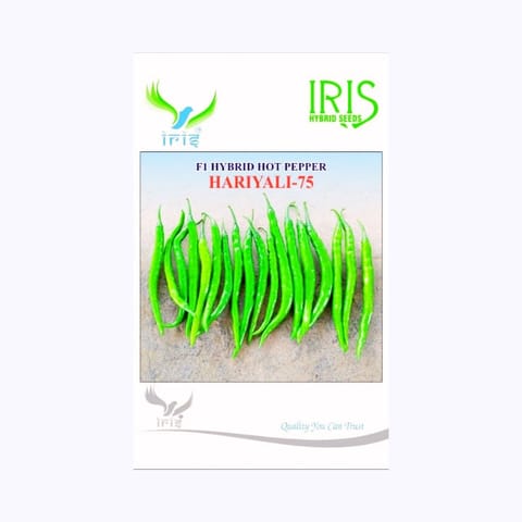 Iris Hariyali-75 Chilli Seeds