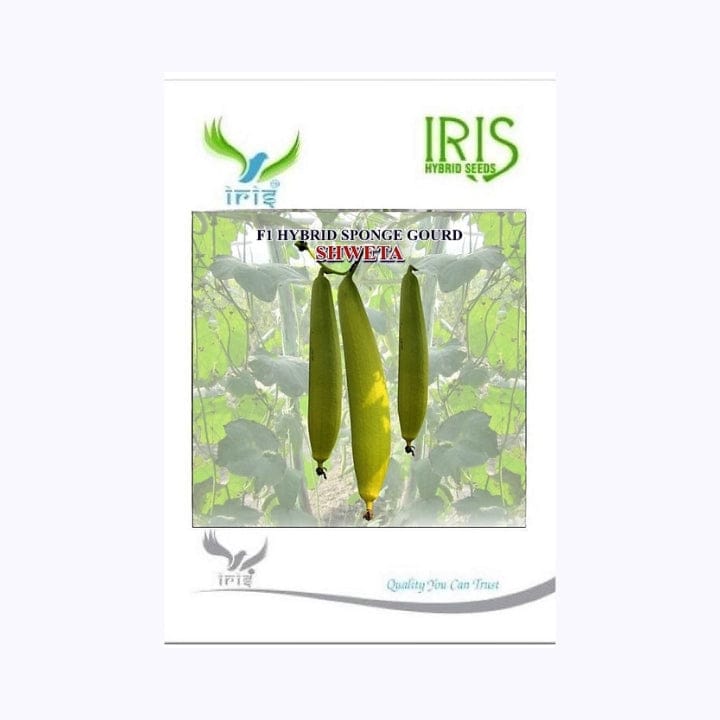 Iris Shweta Sponge Gourd Seeds