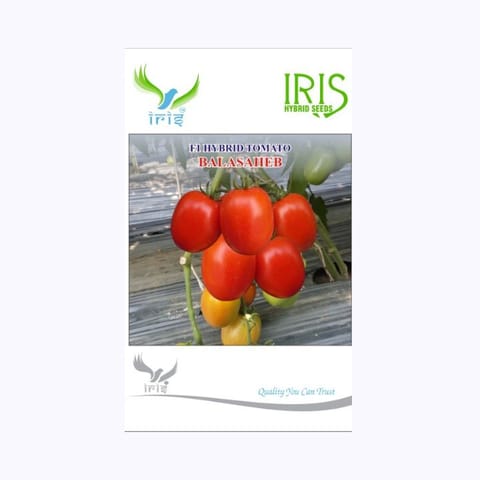 Iris Balasheb Tomato Seeds