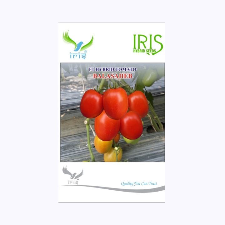 Iris Balasheb Tomato Seeds