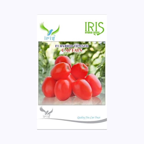 Iris Captain Tomato Seeds