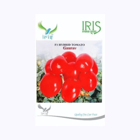 Iris Gaurav Tomato Seeds