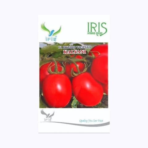 Iris Kalyani Tomato Seeds