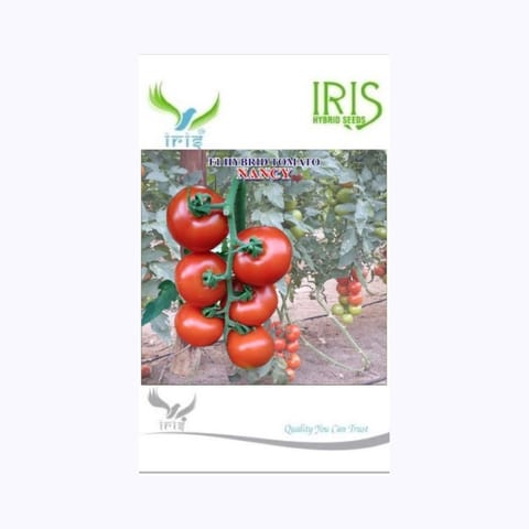 Iris Nancy Tomato Seeds