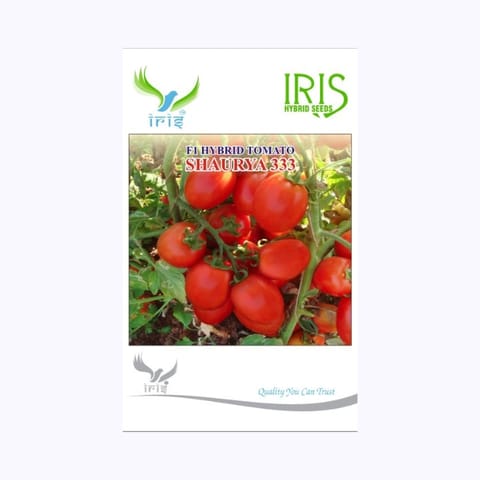 Iris Shaurya-333 Tomato Seeds