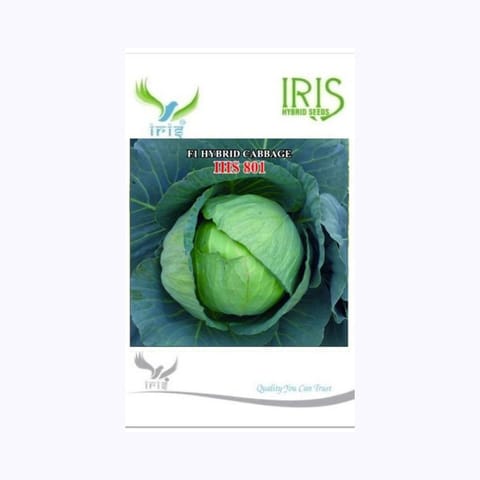 Iris IHS-801 Cabbage Seeds