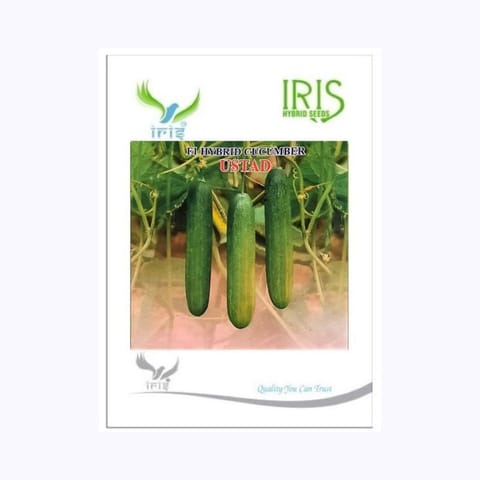 Iris Ustad Cucumber Seeds