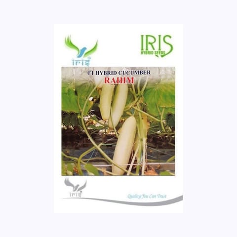 Iris Rahim Cucumber Seeds