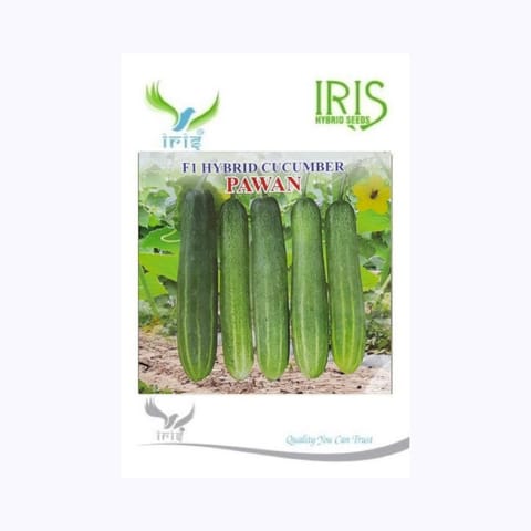 Iris Pawan Cucumber Seeds