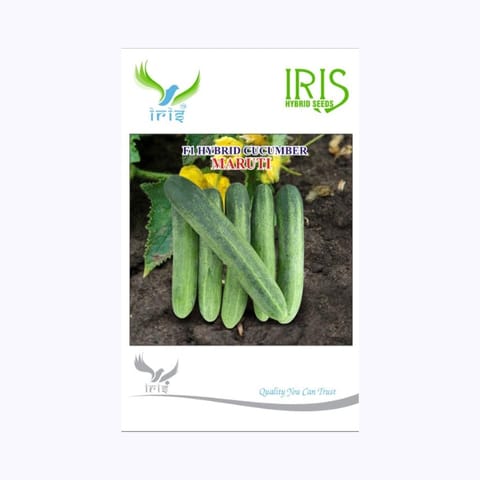 Iris Maruti Cucumber Seeds