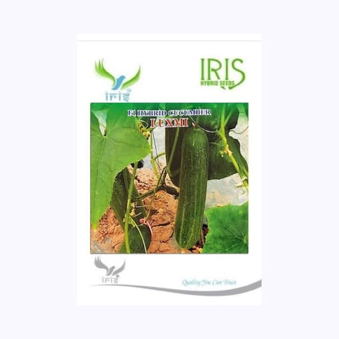 Iris Luxmi Cucumber Seeds