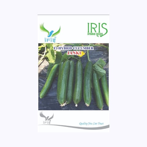 Iris Jank i(Beit Aplha Type) Cucumber Seeds