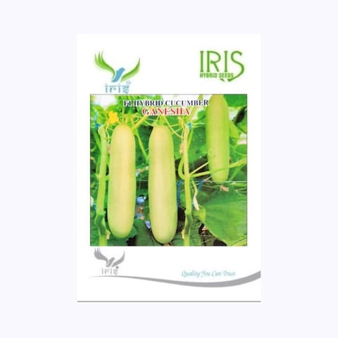 Iris Ganesha Cucumber Seeds