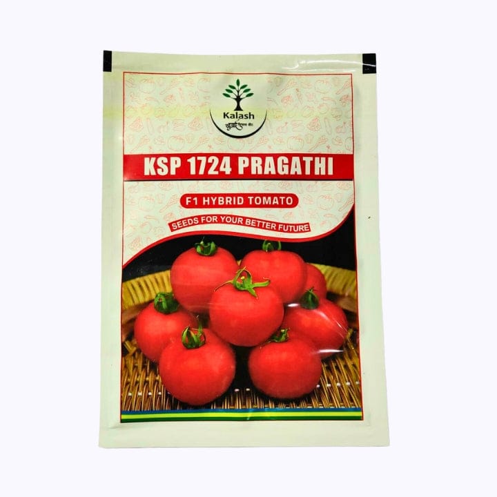 కలాష్ KSP 1724 ప్రగతి టొమాటో విత్తనాలు