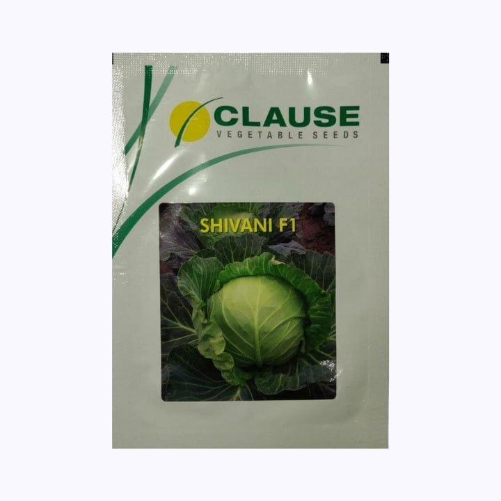 Clause Shivani Cabbage Seeds
