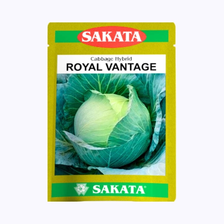 Sakata Vantage Cabbage Seeds