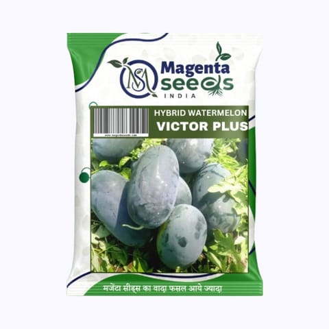 Magenta Victor Plus Watermelon Seeds