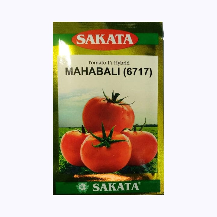 सकाटा महाबली (6717) टमाटर के बीज