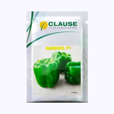 Clause Ambika F1 Capsicum Seeds