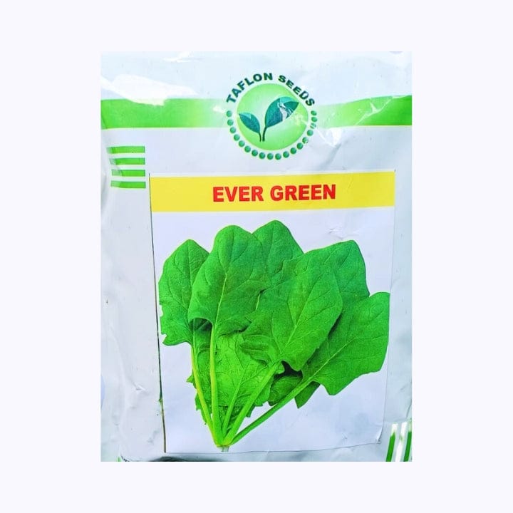 Taflon Ever Green Palak Seeds