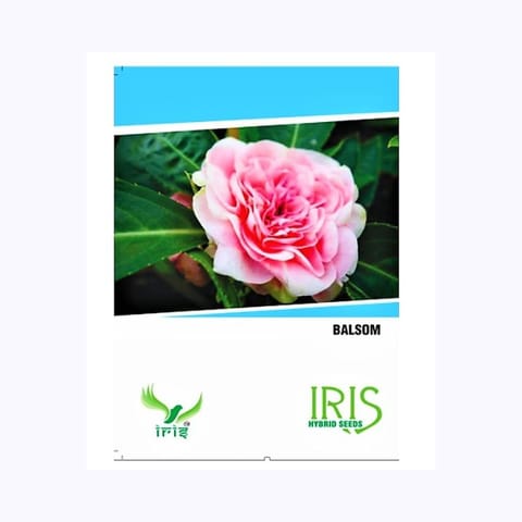Iris Balsom Pink Flower Seeds