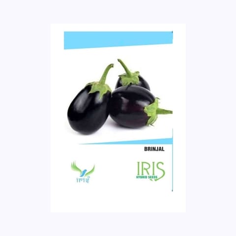 Iris Brinjal Seeds