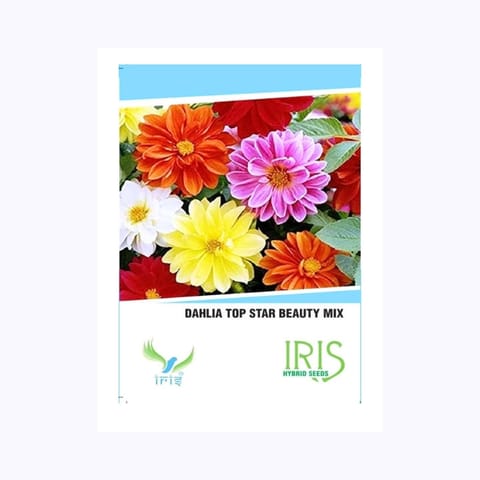 Iris Dahlia Top Star Beauty Mix Flower Seeds