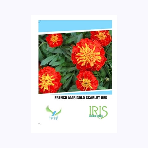 Iris French Marigold Scarlet Red Flower Seeds