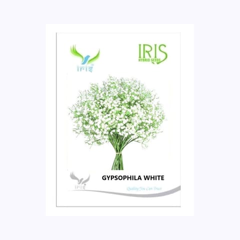 Iris Gypsophila White Flower Seeds