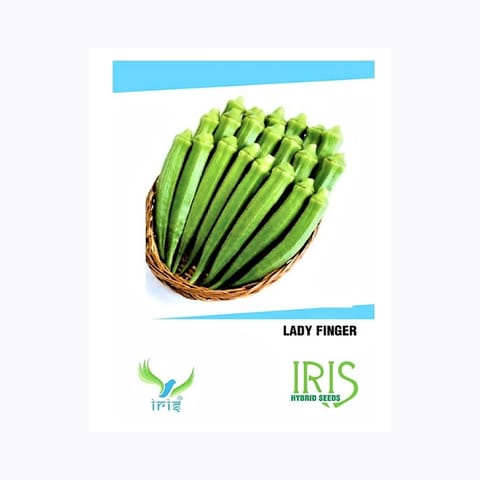 Iris Lady Finger (भिन्डी) Seeds