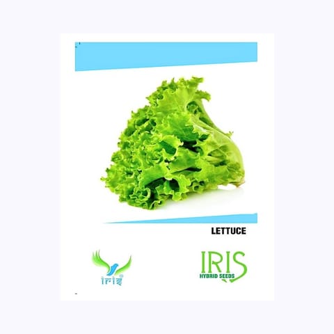 Iris Lettuce Seeds