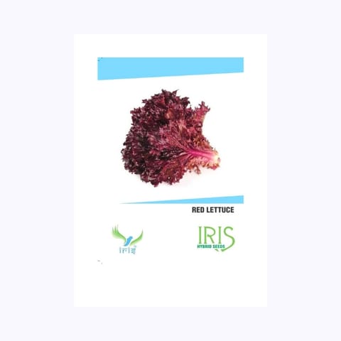 Iris Red Lettuce Seeds