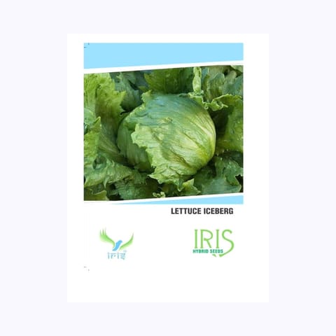 Iris Lettuce Iceberg Seeds